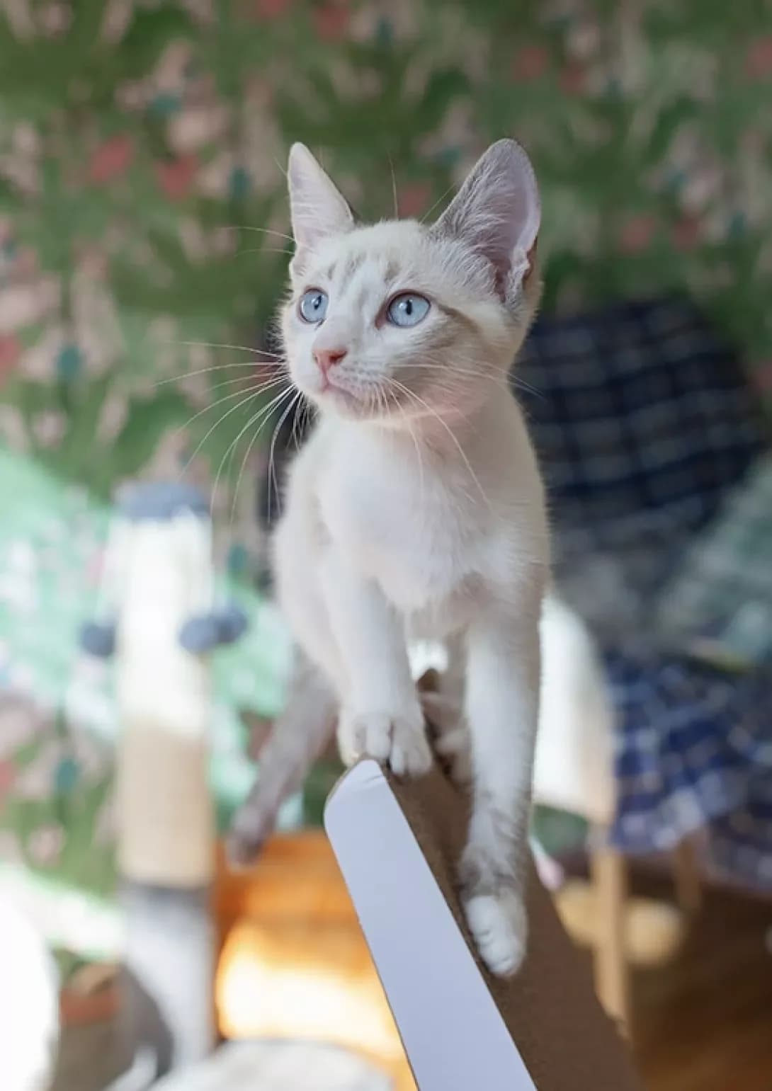 Naya (Ная), female puppy Mixed Breed for adoption at Happy Paw Kyiv