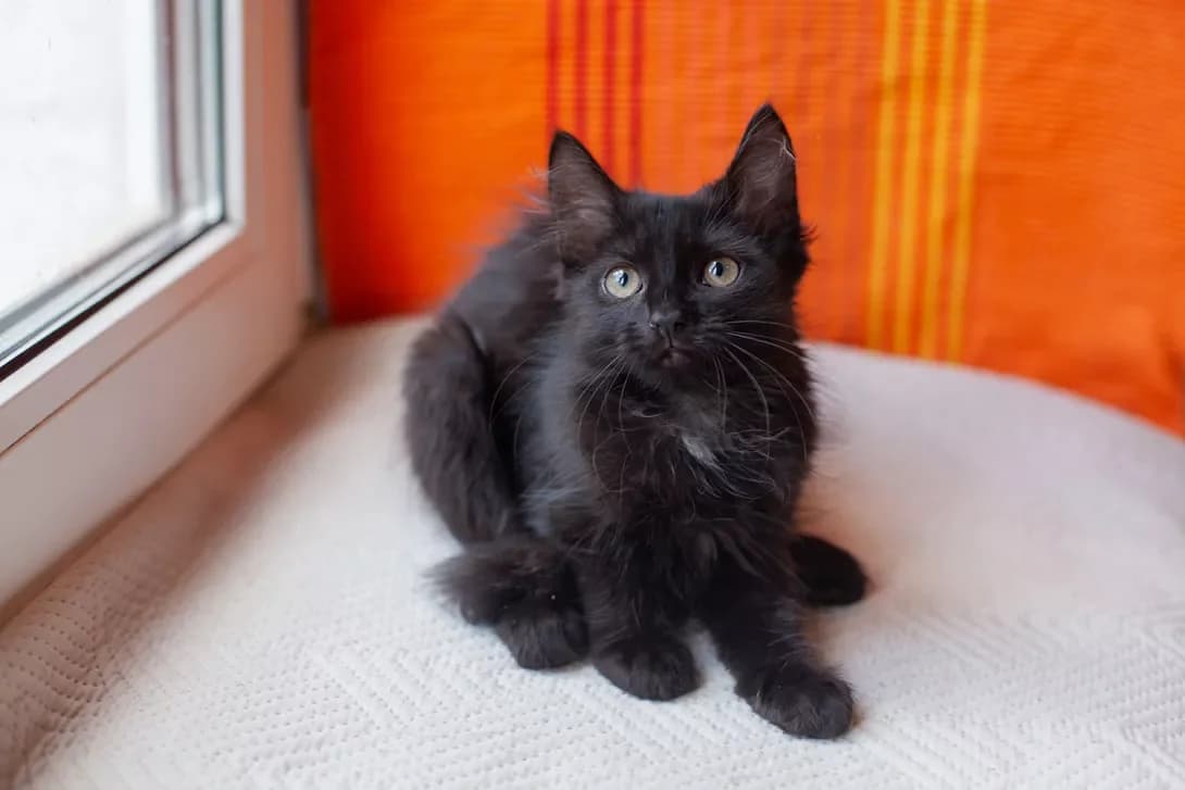 Chibusa (Чібуса), female puppy Mixed Breed for adoption at Happy Paw Kyiv