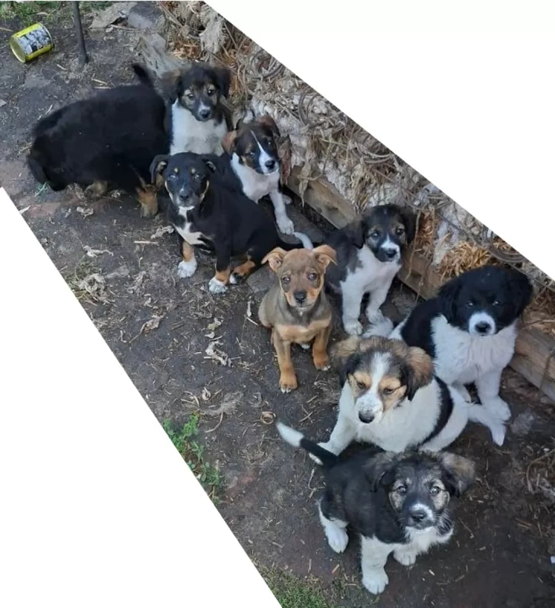 tsutsenyata (цуценята), male puppy Mixed Breed for adoption at Happy Paw Kyiv