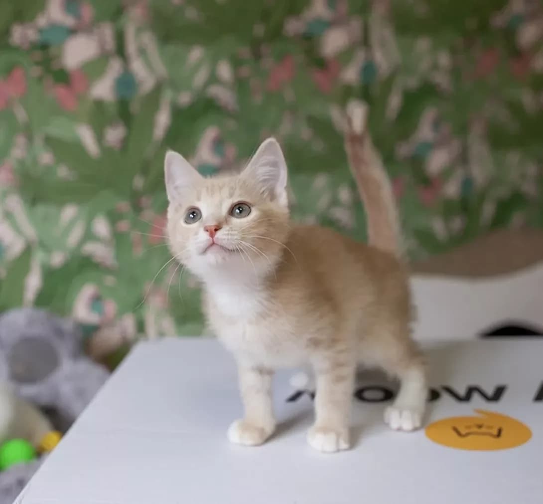 Foksi (Фоксі), female puppy Mixed Breed for adoption at Happy Paw Kyiv