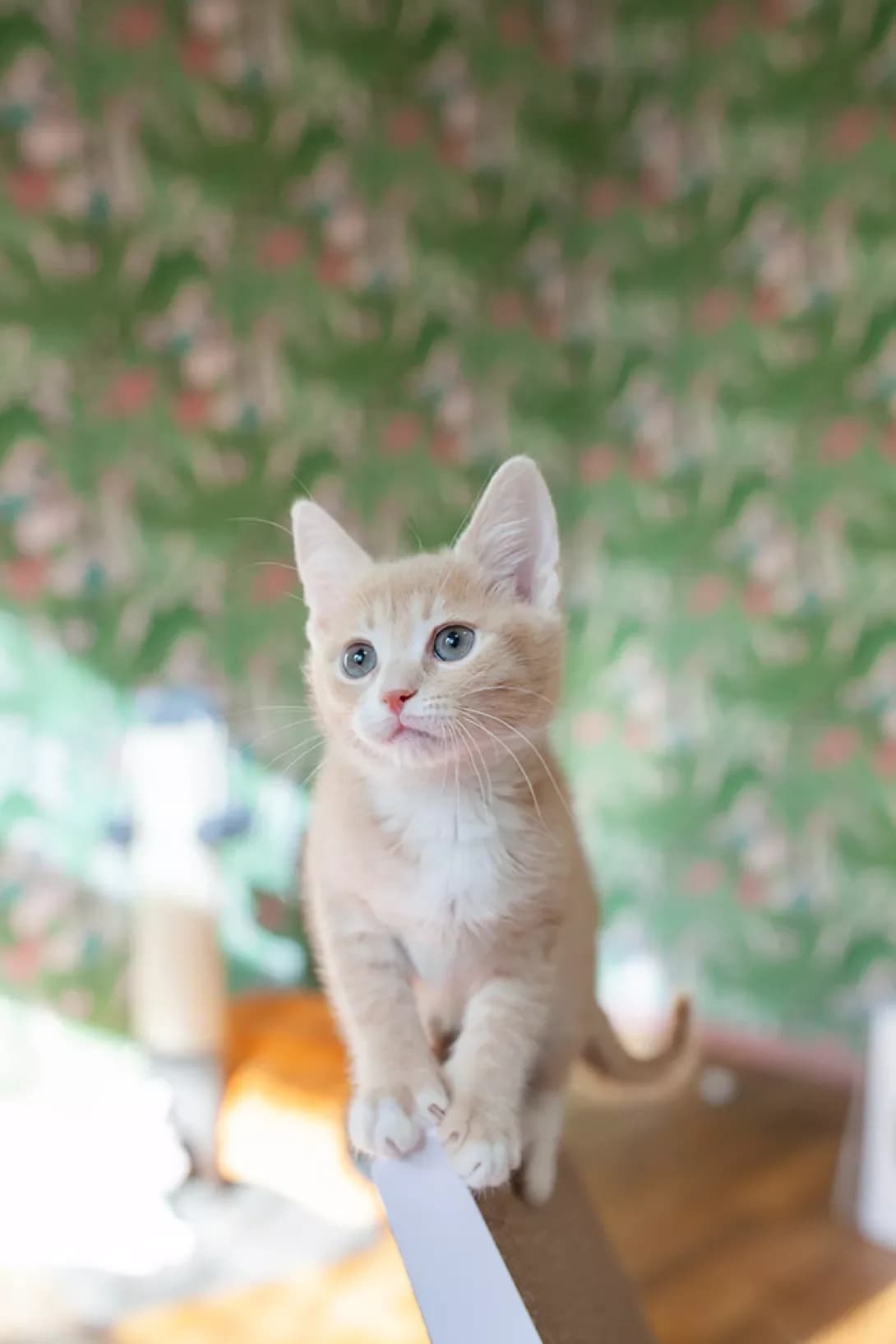 Liza (Ліза), female puppy Mixed Breed for adoption at Happy Paw Kyiv