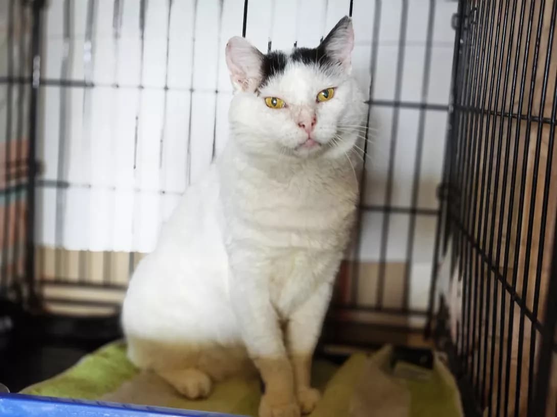 Meyvis (Мейвіс), male 5yo Mixed Breed for adoption at Happy Paw Kyiv