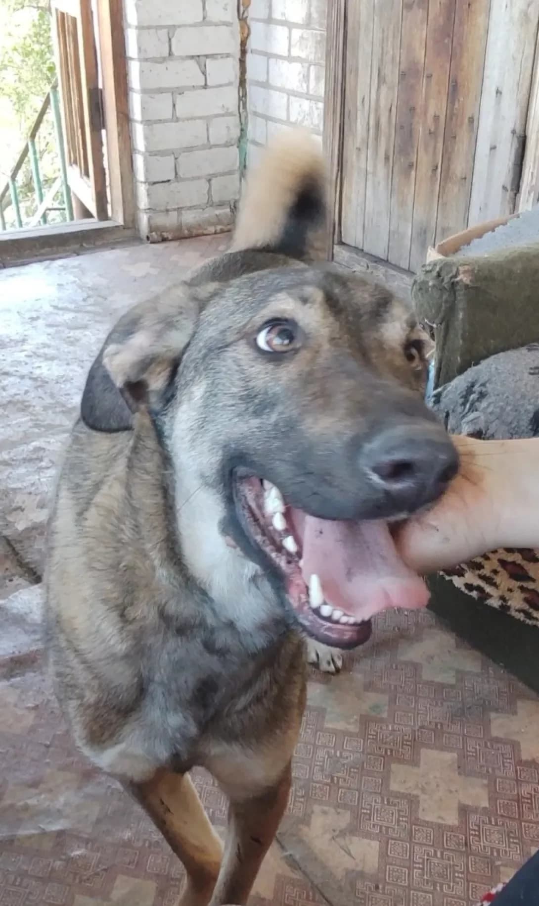 Lyutik (Лютик), male young Mixed Breed for adoption at Happy Paw Kyiv
