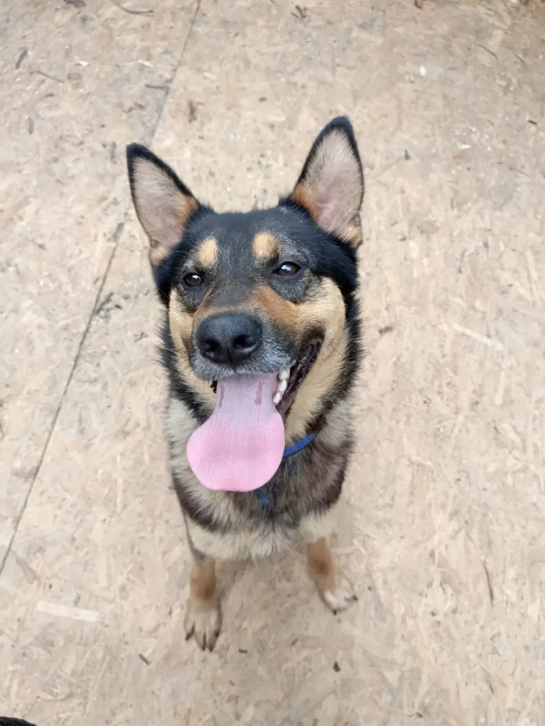Pesik (Песик), male 4yo Mixed Breed for adoption at Happy Paw Kyiv