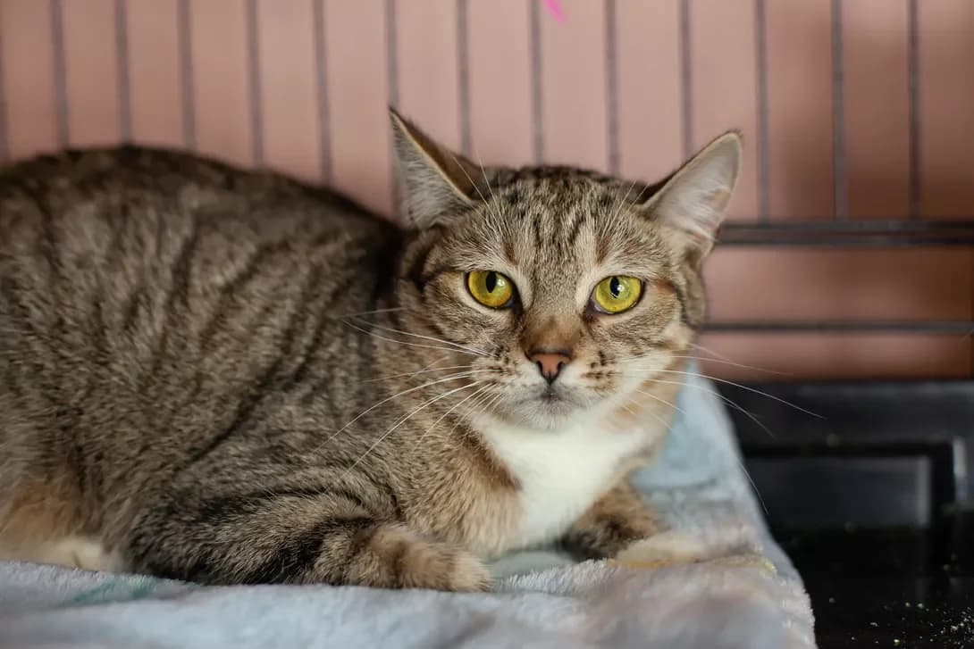 Feta (Фета), female young Mixed Breed for adoption at Happy Paw Kyiv