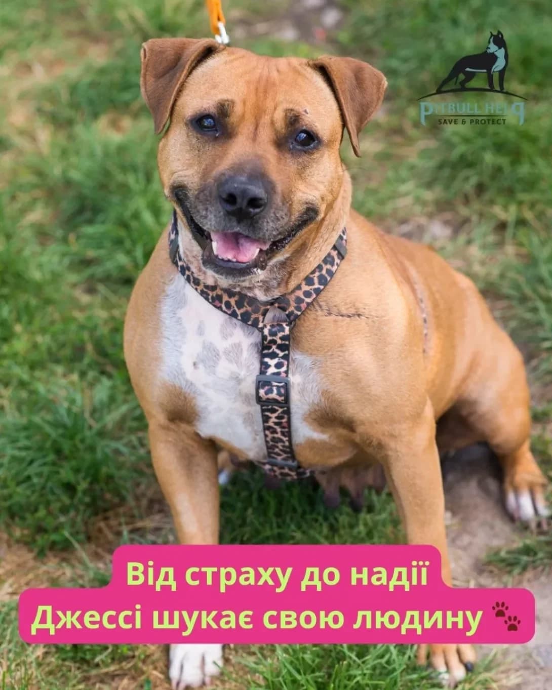 Dzhessi (Джессі), female 4yo Mixed Breed for adoption at Happy Paw Kyiv