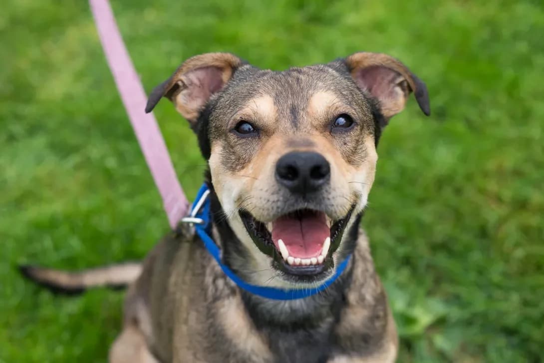 Dzhek (Джек), male young Mixed Breed for adoption at Happy Paw Kyiv