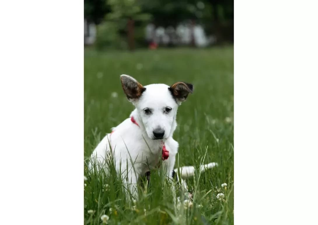 Yuki (Юкі), female puppy Mixed Breed for adoption at Happy Paw Kyiv