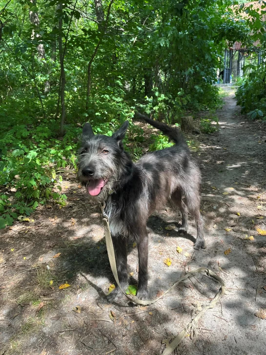 BORSht (БОРЩ), male 3yo Mixed Breed for adoption at Happy Paw Kyiv