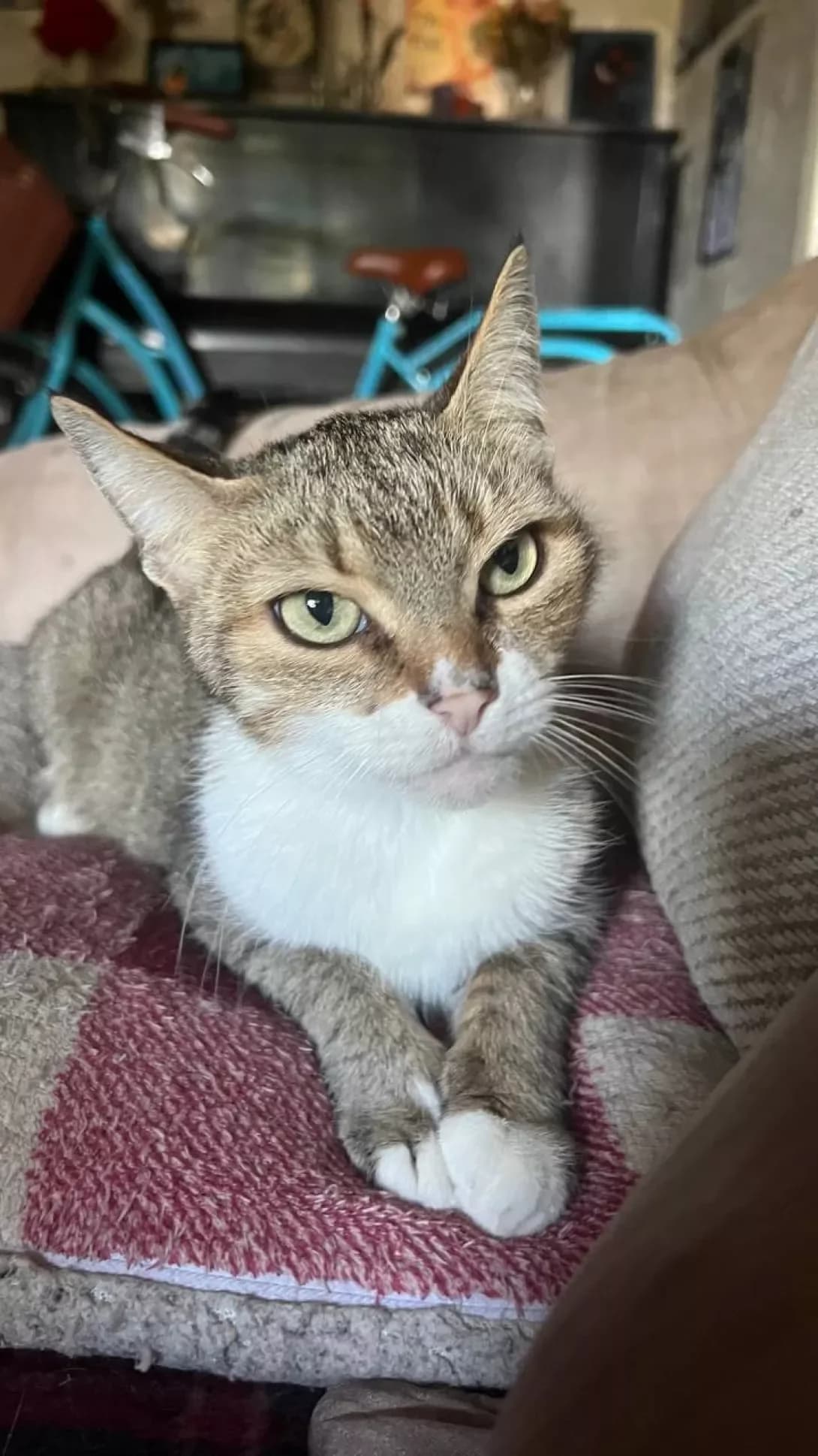 Billi (Біллі), female senior Mixed Breed for adoption at Happy Paw Kyiv