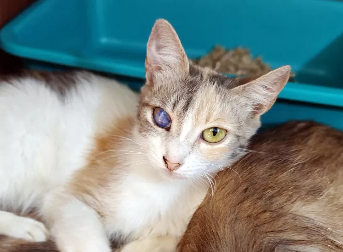 Pusya (Пуся), female puppy Mixed Breed for adoption at Happy Paw Kyiv
