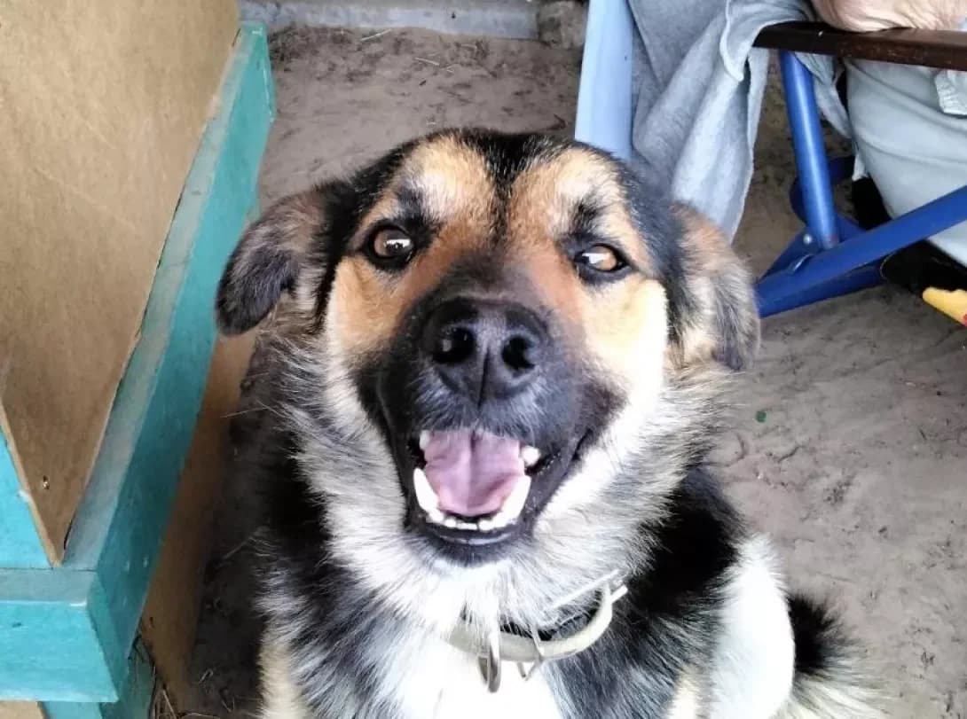 Bos (Бос), male young Mixed Breed for adoption at Happy Paw Kyiv