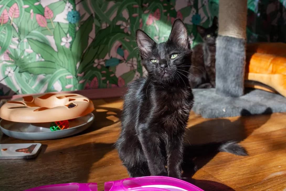 Zari (Зарі), female puppy Mixed Breed for adoption at Happy Paw Kyiv