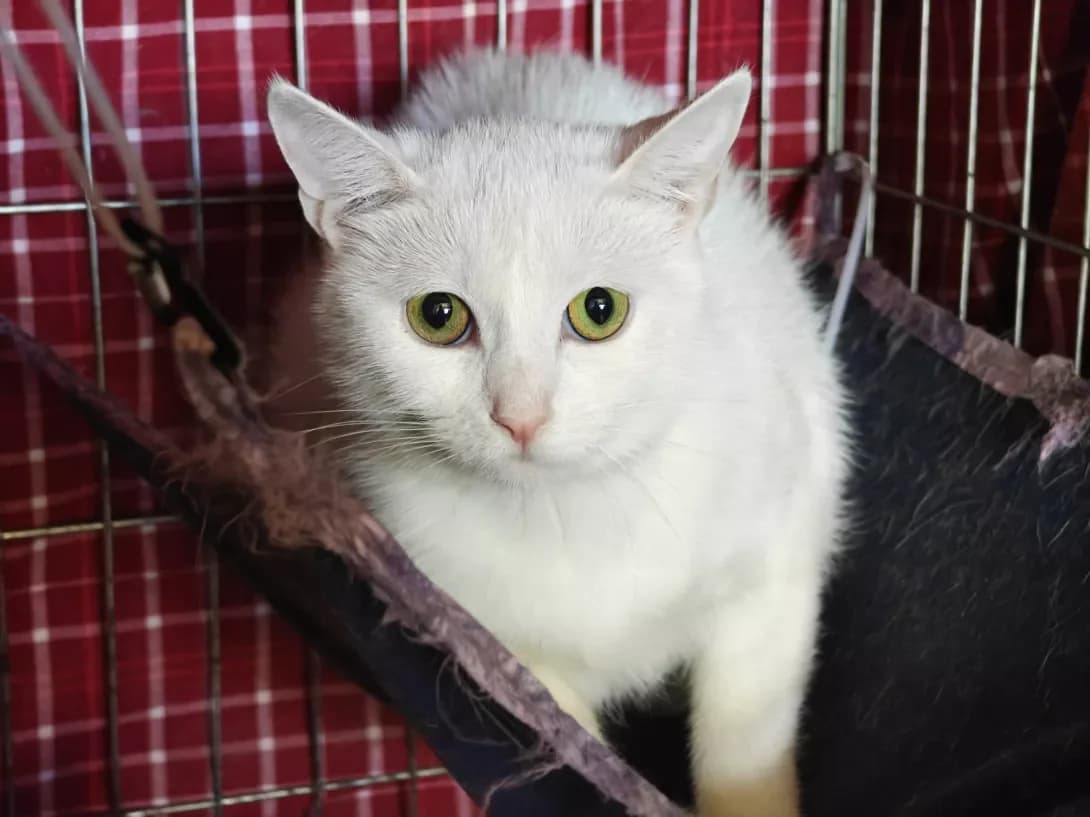 Zefirka (Зефірка), female young Mixed Breed for adoption at Happy Paw Kyiv