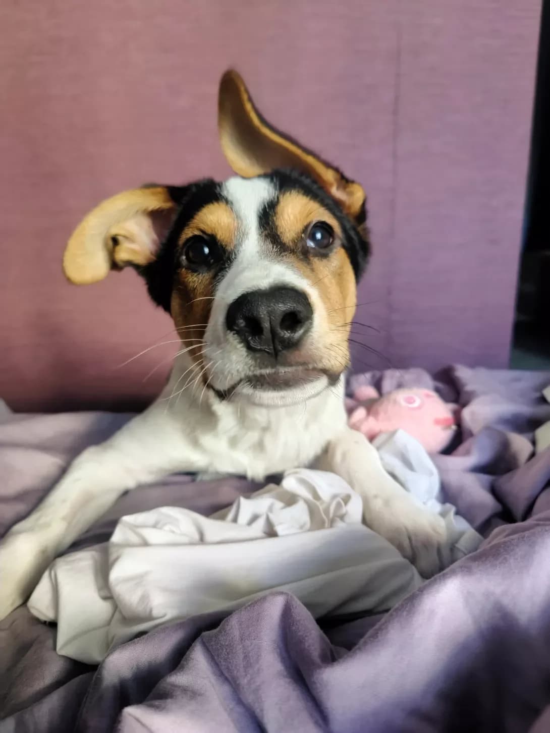 Laki (Lucky) (Лакі (Lucky)), male puppy Mixed Breed for adoption at Happy Paw Kyiv