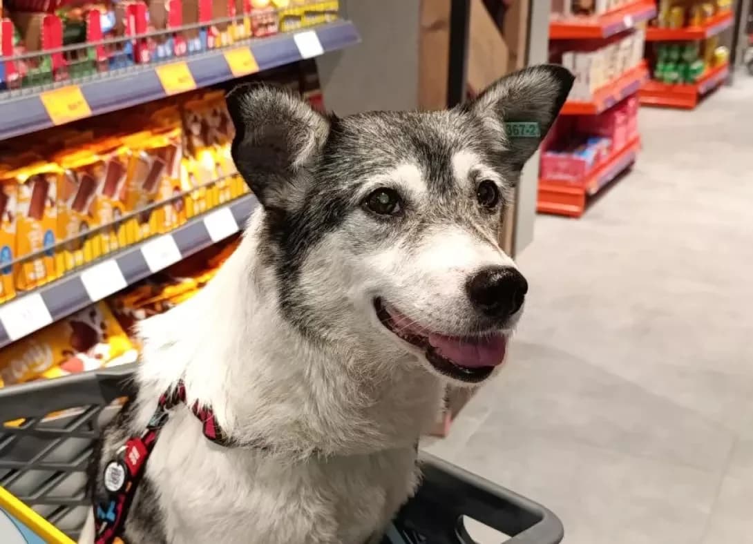 Marusya (Маруся), female 5yo Mixed Breed for adoption at Happy Paw Kyiv