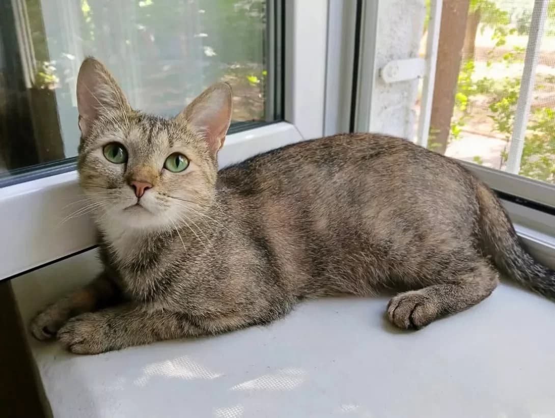 Manyunya (Манюня), female young Mixed Breed for adoption at Happy Paw Kyiv