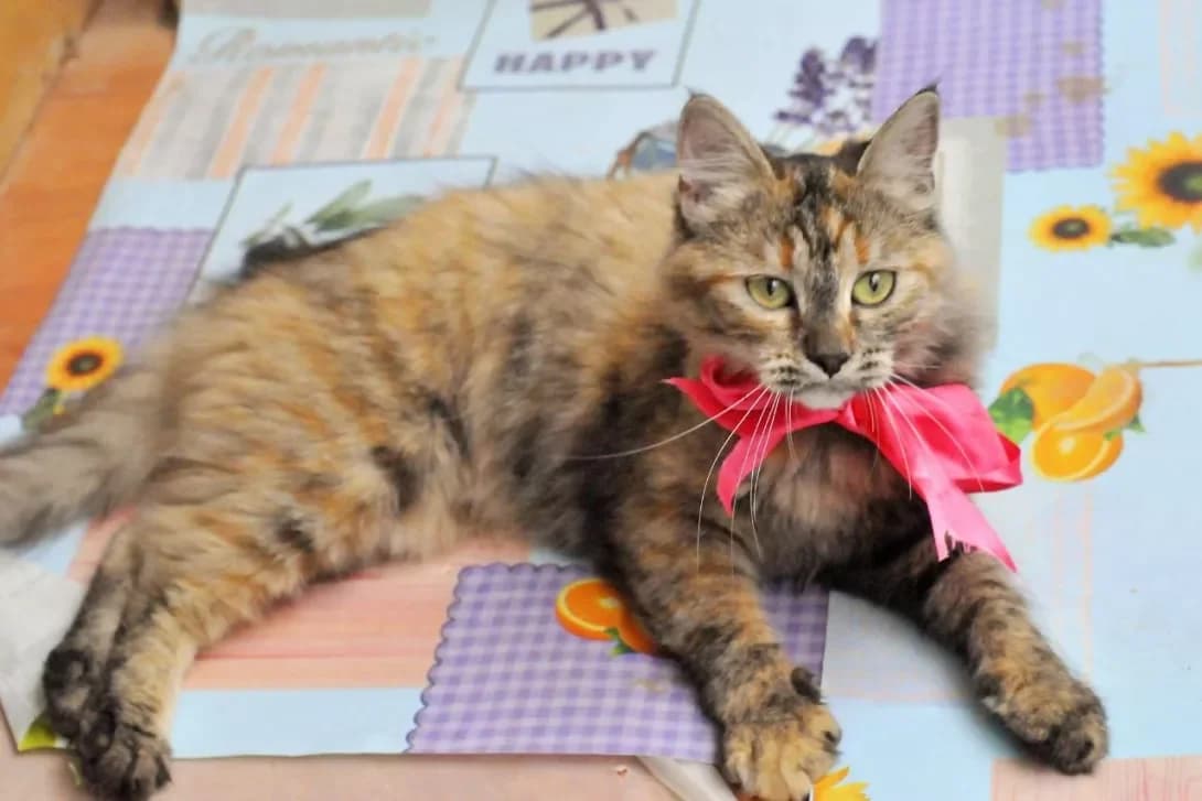 Beyli, koshenya (Бейлі, кошеня), female puppy Mixed Breed for adoption at Happy Paw Kyiv