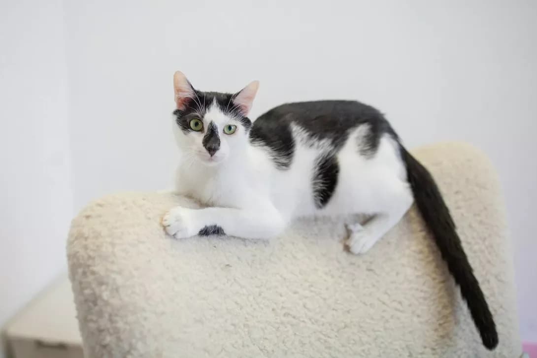 Chip (Чіп), male young Mixed Breed for adoption at Happy Paw Kyiv