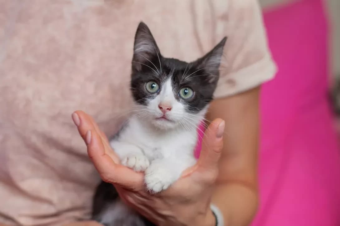 Tomas (Томас), male puppy Mixed Breed for adoption at Happy Paw Kyiv