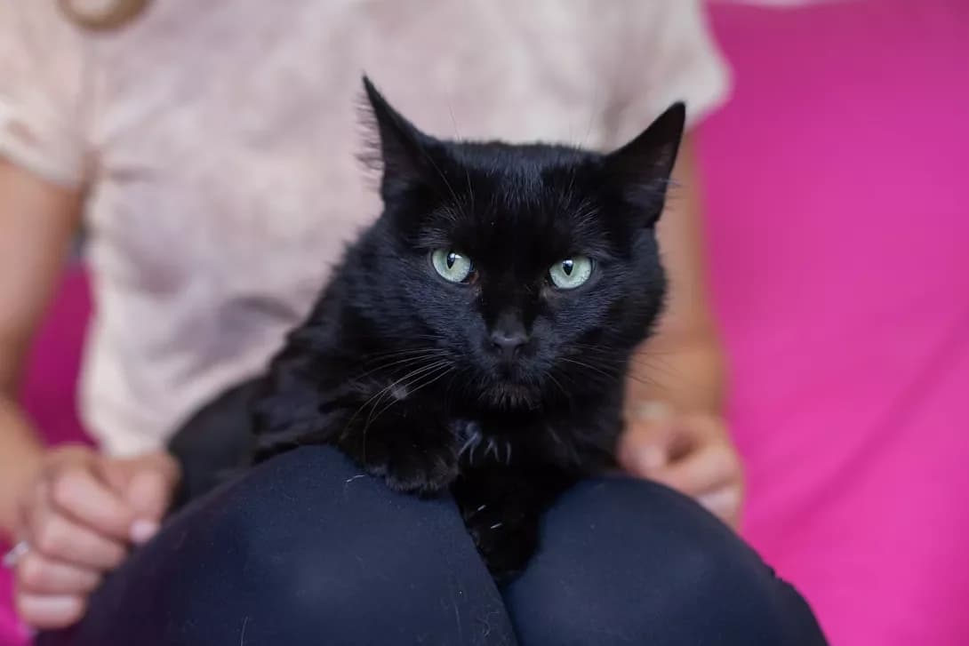 Penelopa (Пенелопа), female young Mixed Breed for adoption at Happy Paw Kyiv