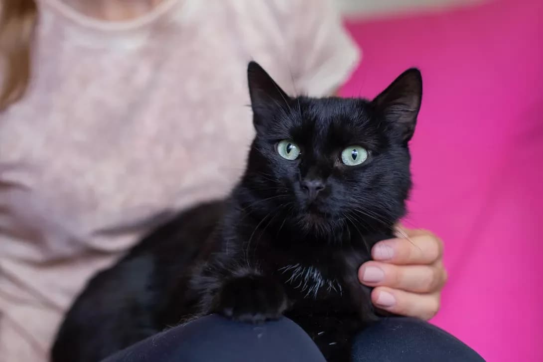 Penelopa (Пенелопа), female young Mixed Breed for adoption at Happy Paw Kyiv