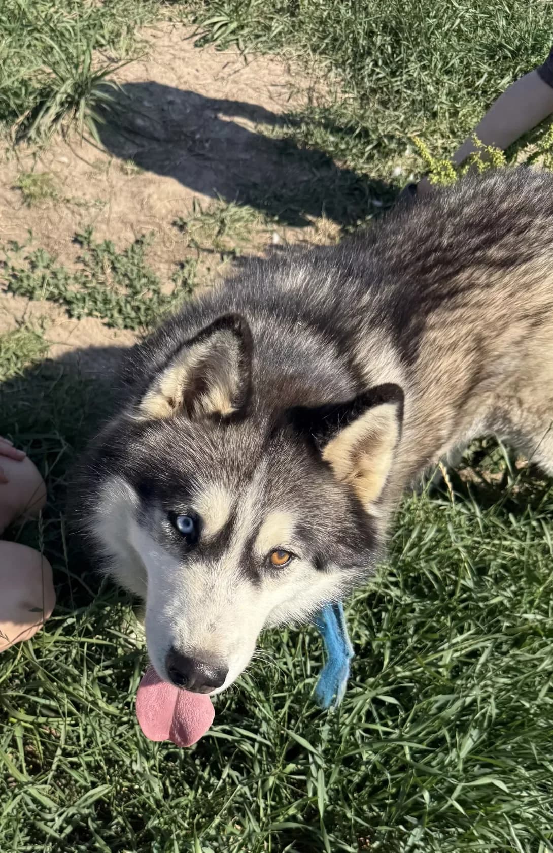 Ralf (Ральф), male 5yo Mixed Breed for adoption at Happy Paw Kyiv