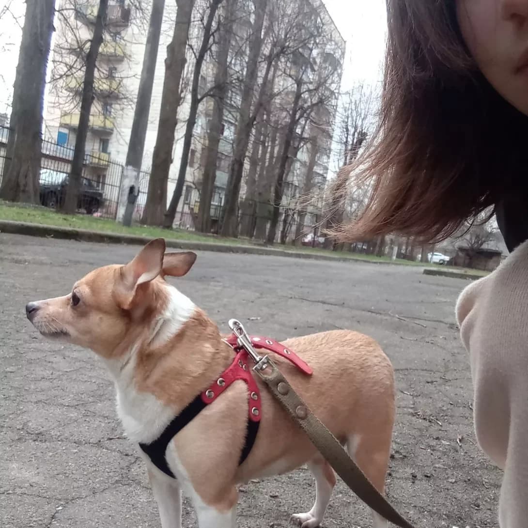 Lola (Лола), female senior Mixed Breed for adoption at Happy Paw Kyiv
