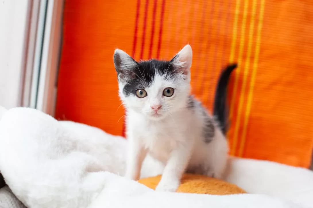 Fanya (Фаня), female puppy Mixed Breed for adoption at Happy Paw Kyiv