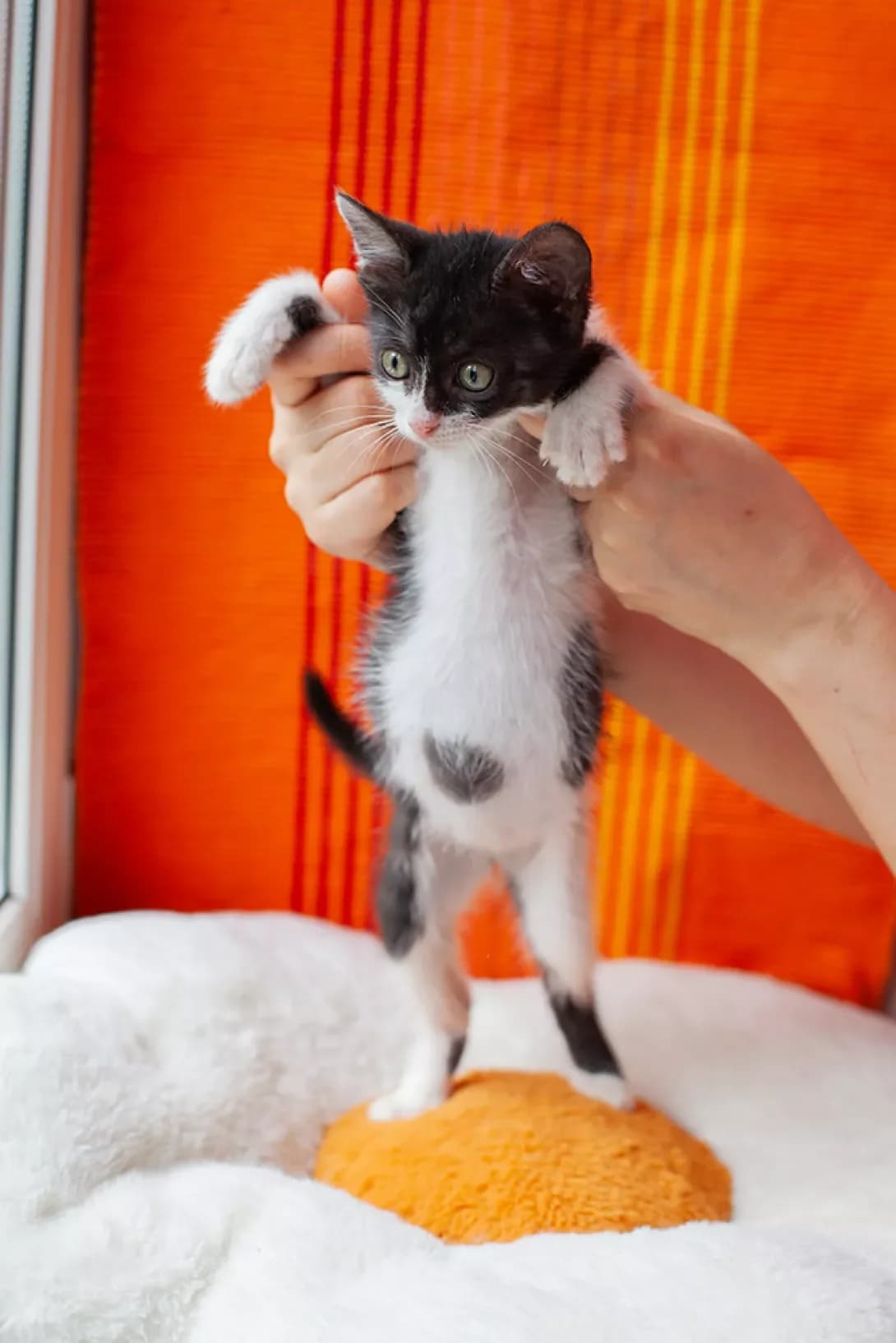Sara (Сара), female puppy Mixed Breed for adoption at Happy Paw Kyiv
