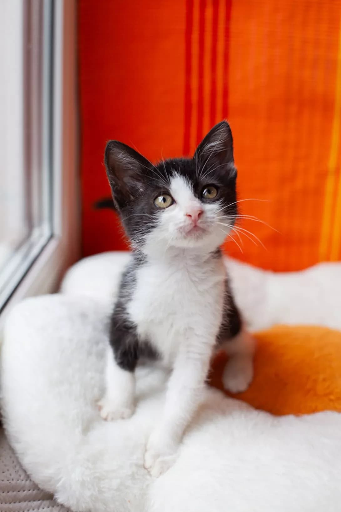 Tsilya (Циля), female puppy Mixed Breed for adoption at Happy Paw Kyiv