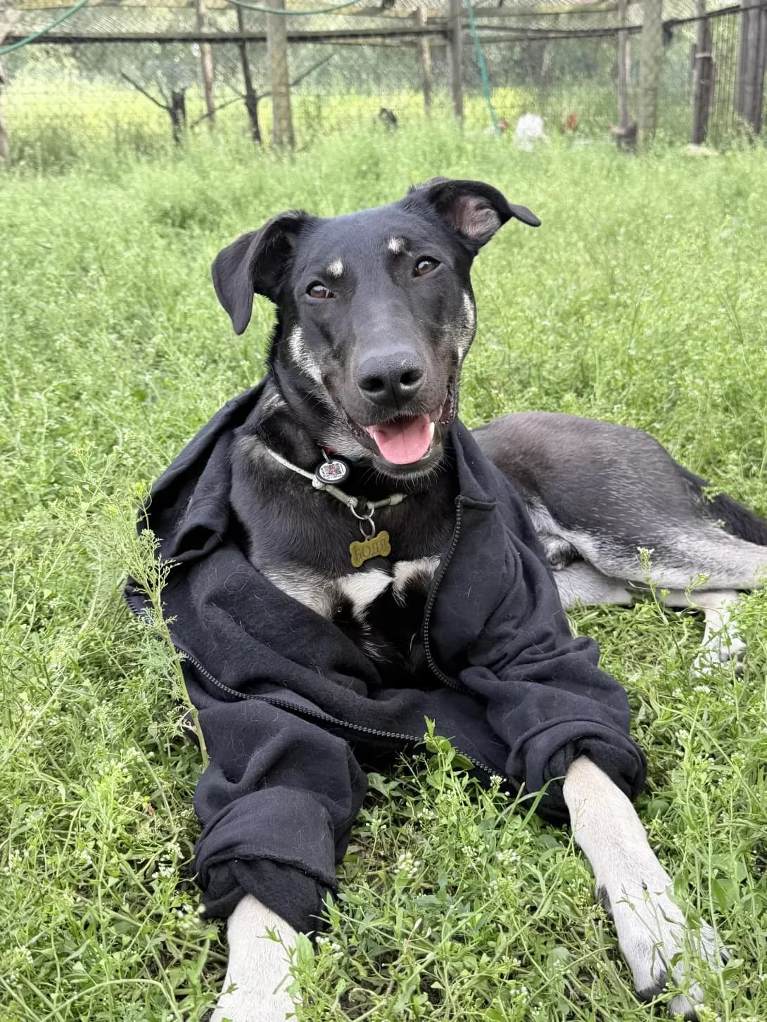Bodya (Бодя), male young Mixed Breed for adoption at Happy Paw Kyiv