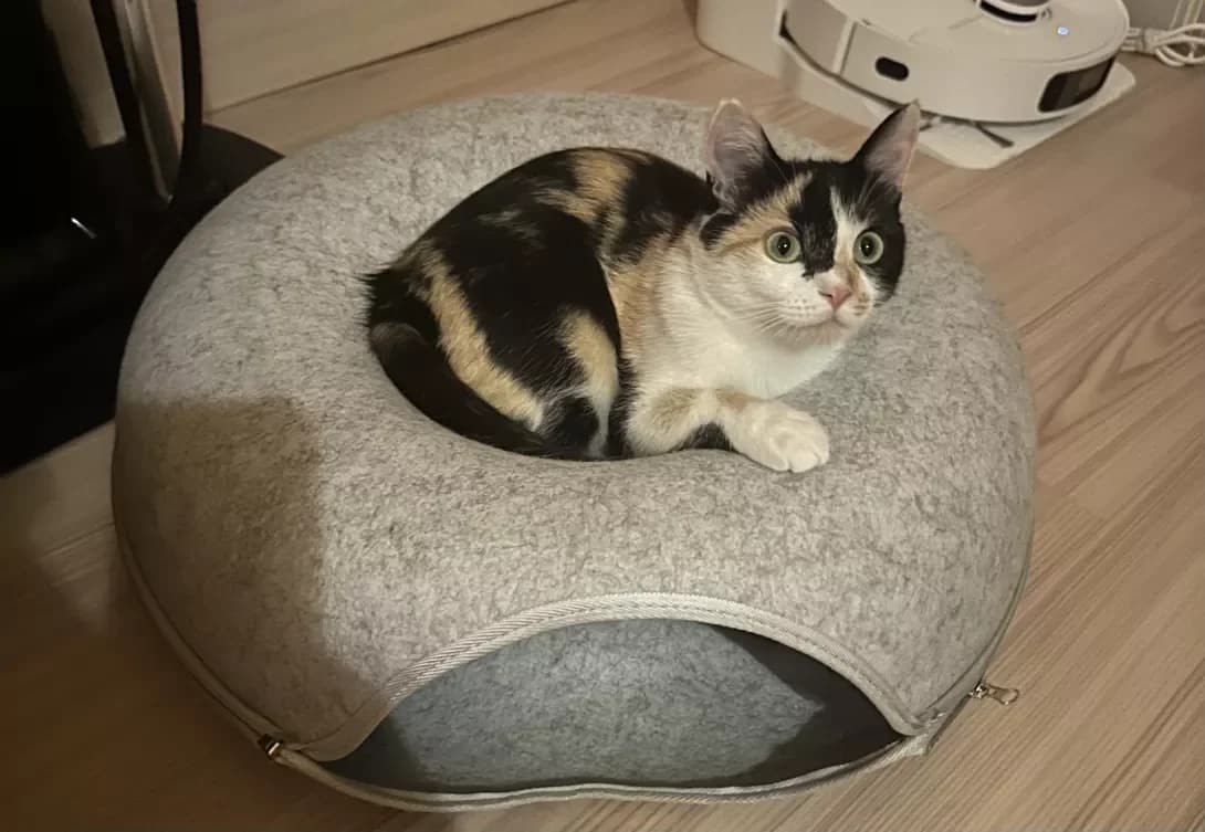 Mona (Мона), female young Mixed Breed for adoption at Happy Paw Kyiv