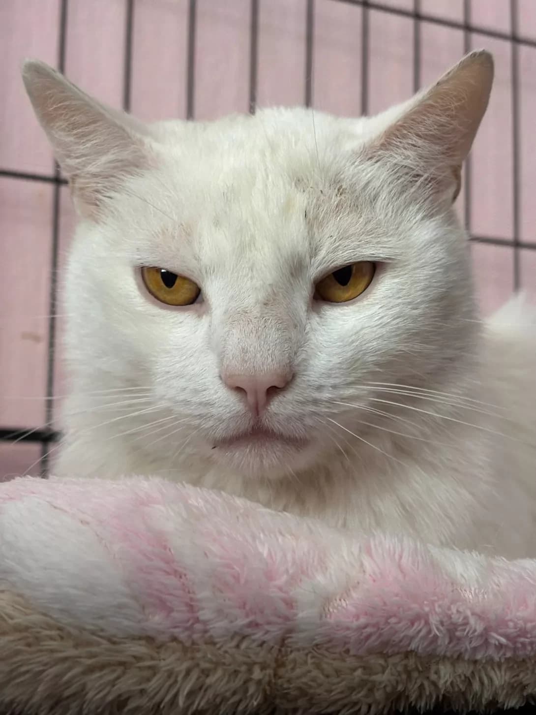 Snou (Сноу), male young Mixed Breed for adoption at Happy Paw Kyiv