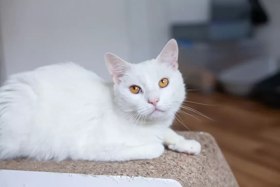 Snou (Сноу), male young Mixed Breed for adoption at Happy Paw Kyiv
