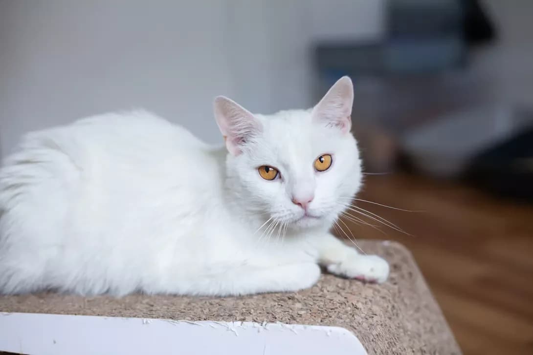 Snou (Сноу), male young Mixed Breed for adoption at Happy Paw Kyiv