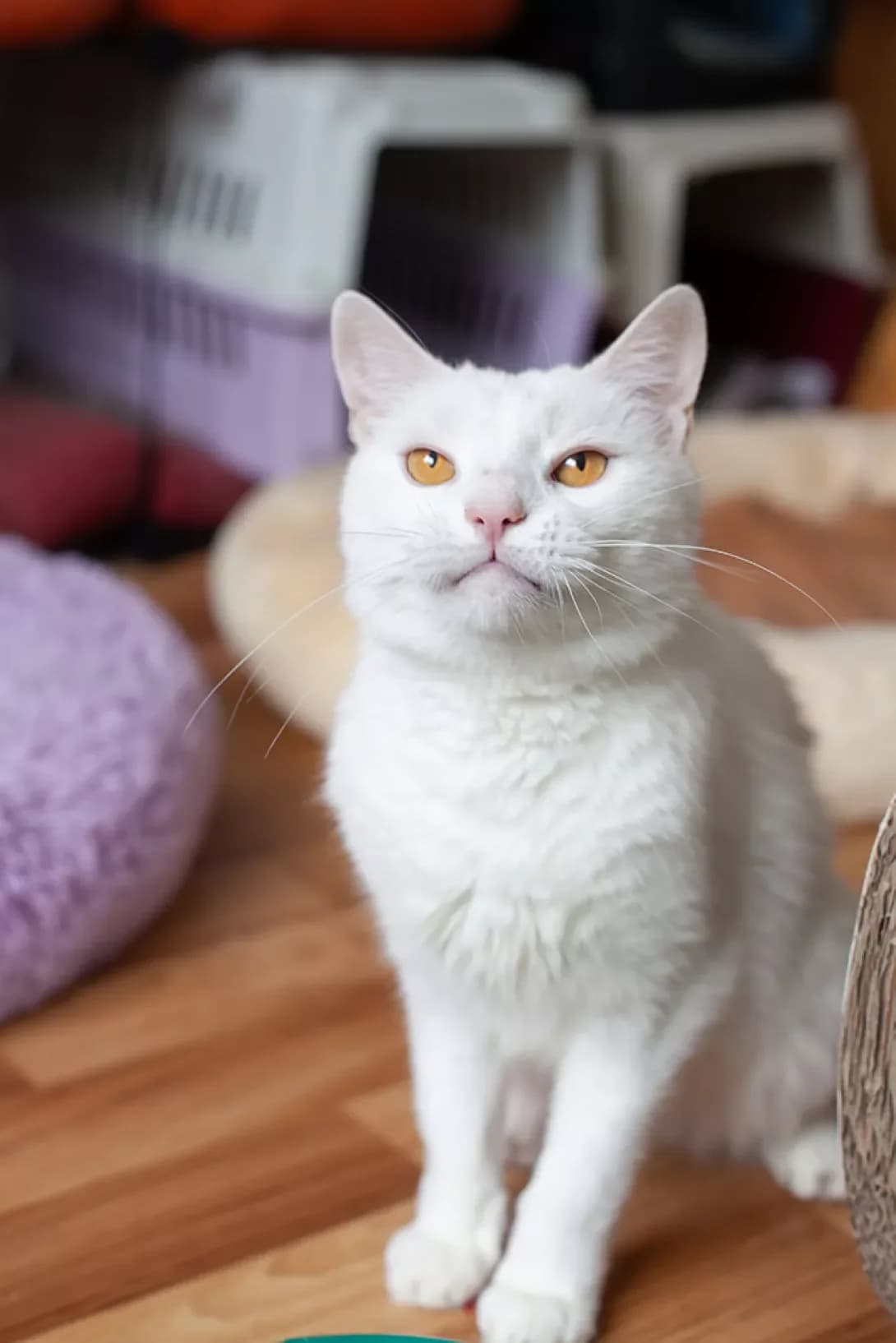 Snou (Сноу), male young Mixed Breed for adoption at Happy Paw Kyiv