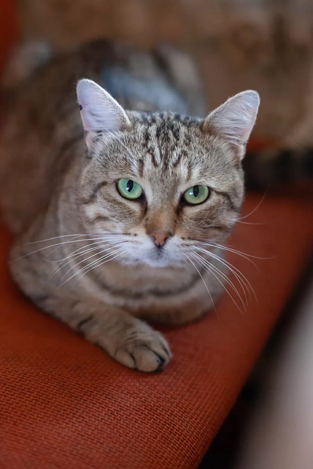 Shnitsel (Шніцель), male 4yo Mixed Breed for adoption at Happy Paw Kyiv