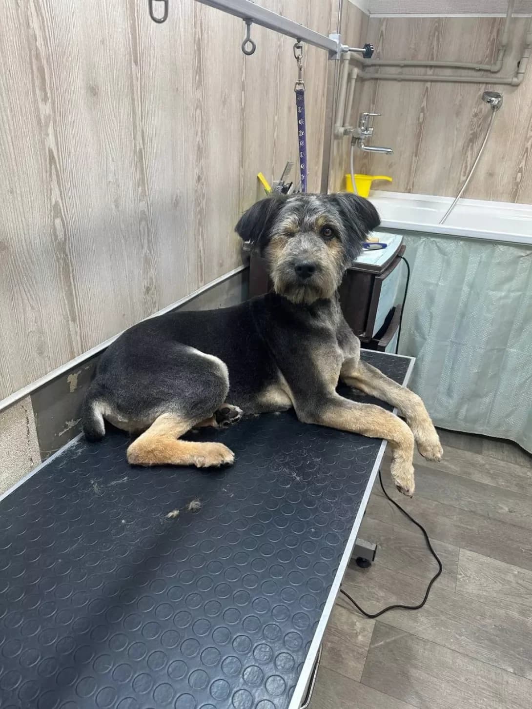 Gorobchik (Горобчик), male 3yo Mixed Breed for adoption at Happy Paw Kyiv