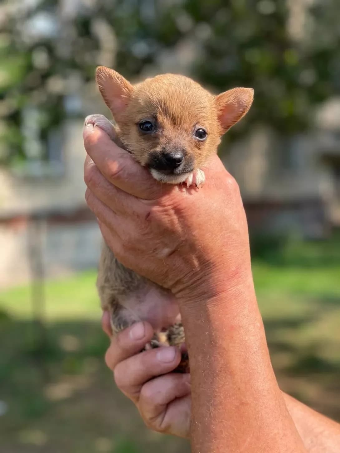 Ketti (Кетті), female puppy Mixed Breed for adoption at Happy Paw Kyiv