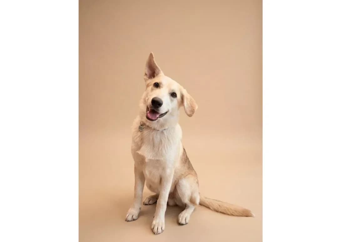 Sofiya (Софія), female puppy Mixed Breed for adoption at Happy Paw Kyiv