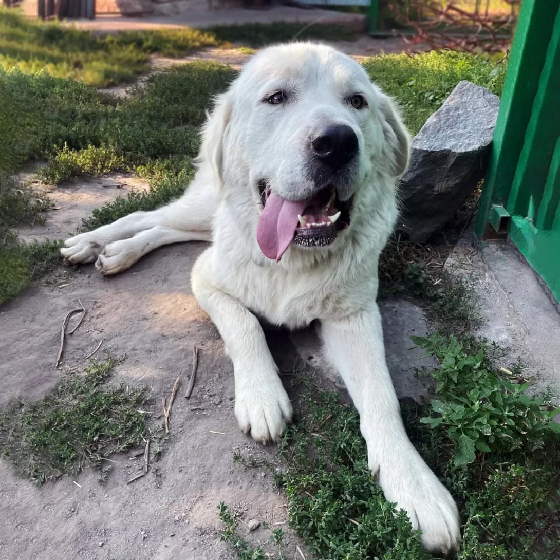 Umka (Умка), male puppy Mixed Breed for adoption at Happy Paw Kyiv