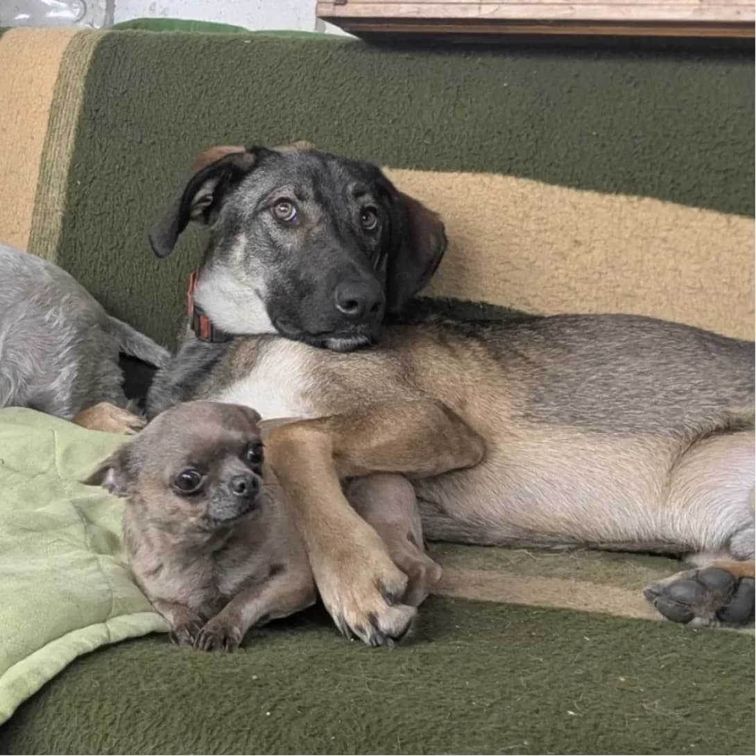 Lyutik (Лютик), male young Mixed Breed for adoption at Happy Paw Kyiv