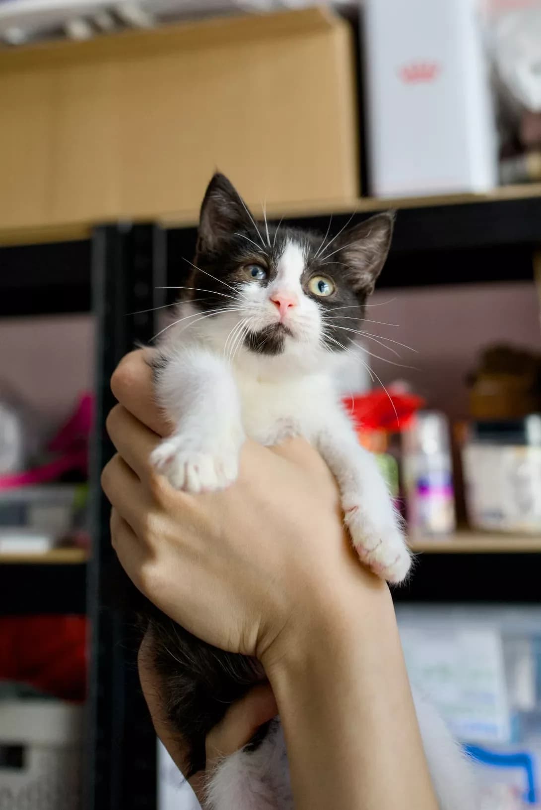 Odisseya (Одіссея), female puppy Mixed Breed for adoption at Happy Paw Kyiv