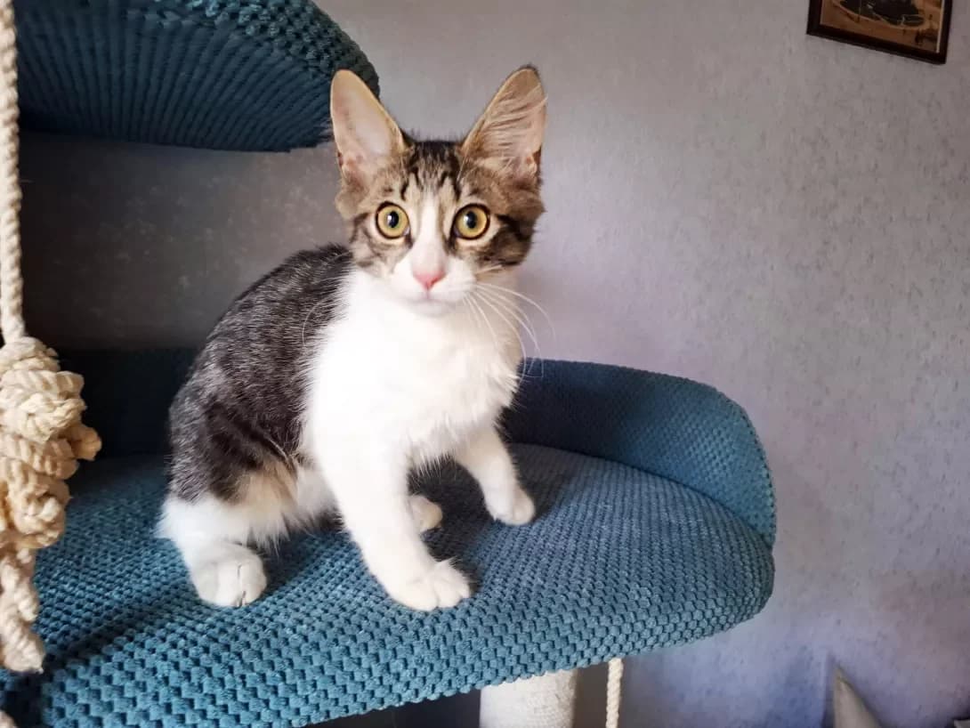 Oskar (Оскар), female puppy Mixed Breed for adoption at Happy Paw Kyiv