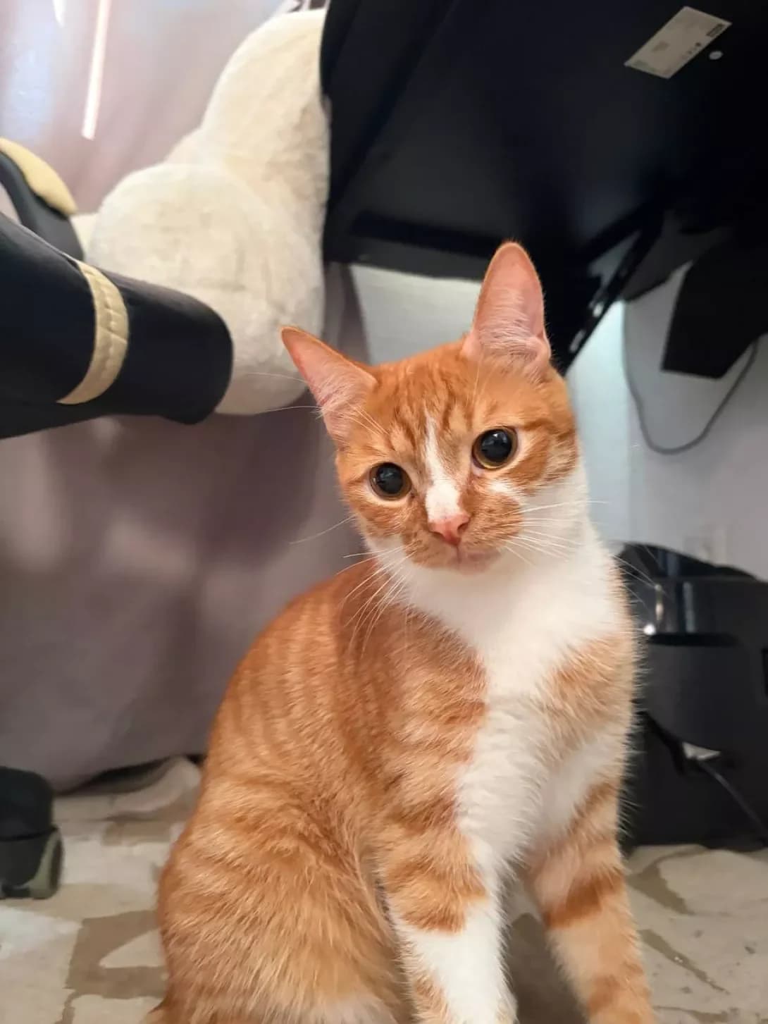 Morsik (Морсік), male young Mixed Breed for adoption at Happy Paw Kyiv