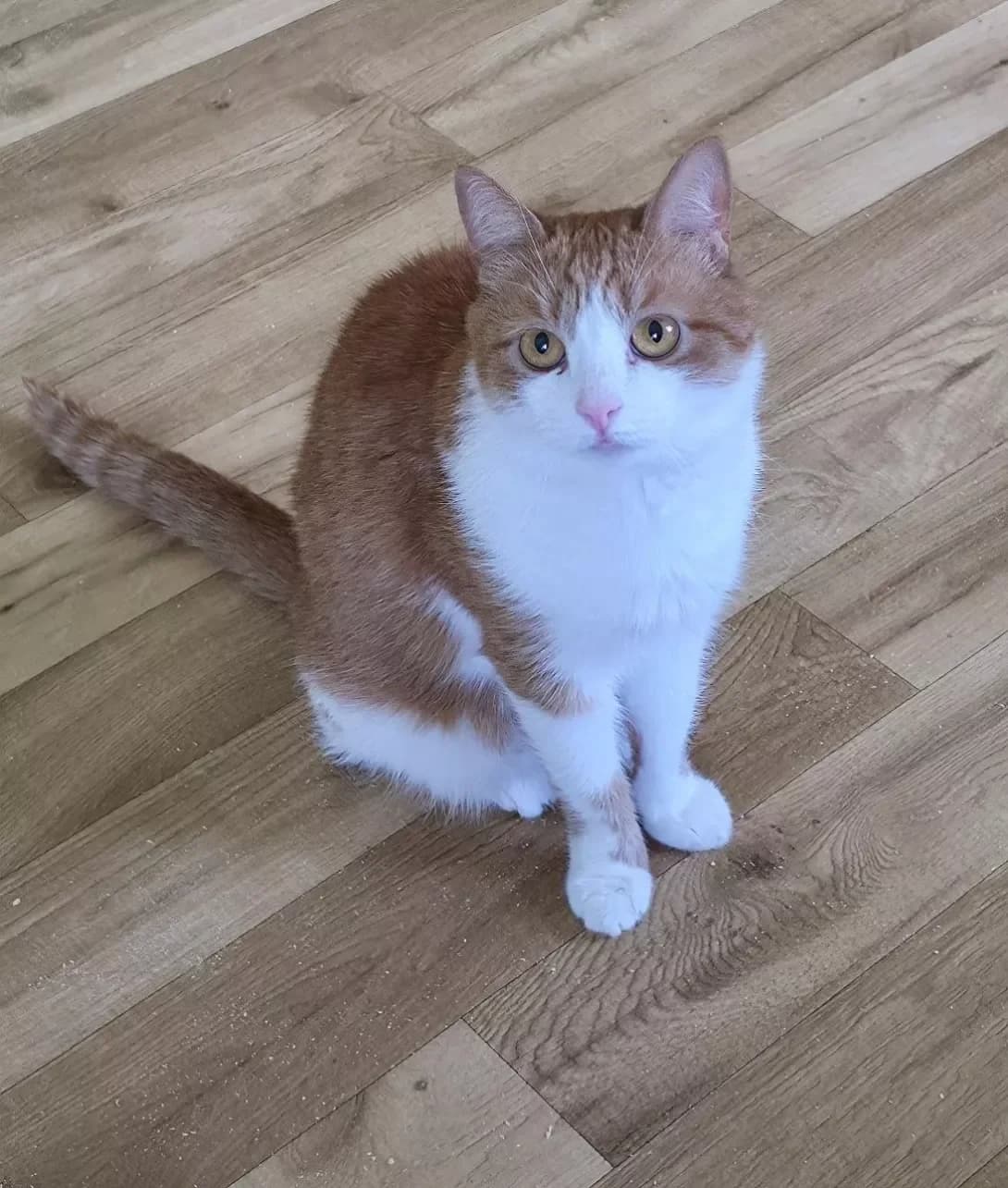 Timoti (Тімоті), male 5yo Mixed Breed for adoption at Happy Paw Kyiv