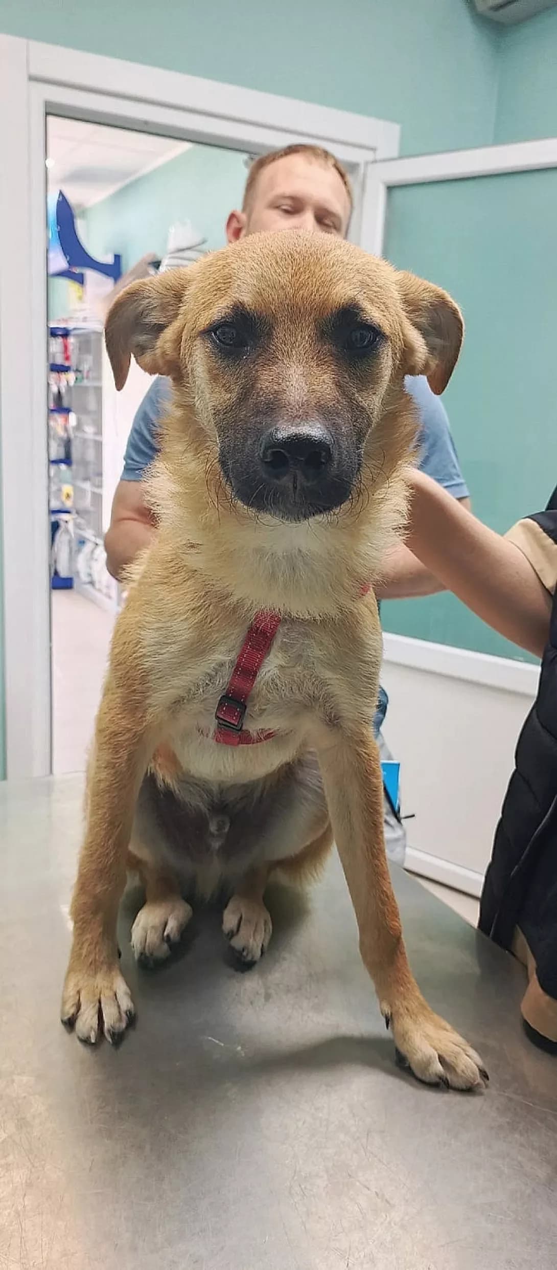 Chuk (Чук), male puppy Mixed Breed for adoption at Happy Paw Kyiv
