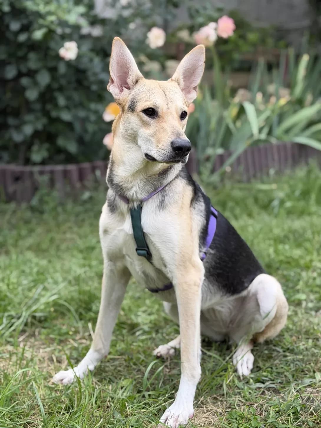 Varta (Варта), female young Mixed Breed for adoption at Happy Paw Kyiv