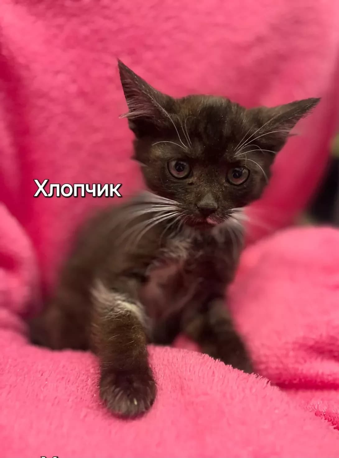 Chukh (Чух), male puppy Mixed Breed for adoption at Happy Paw Kyiv